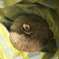 Chlorophyllum sp. at Duffy, ACT - 8 Apr 2017 12:00 AM