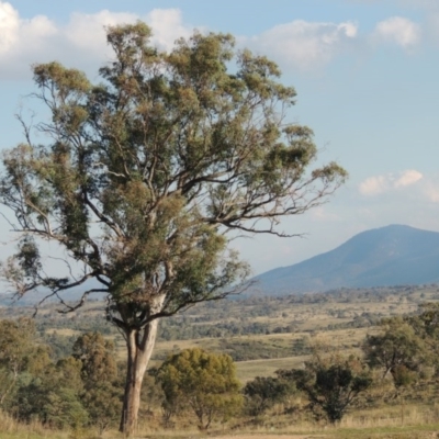 Eucalyptus blakelyi (Blakely's Red Gum) at Urambi Hills - 8 Apr 2017 by MichaelBedingfield
