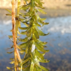 Egeria densa at Urambi Hills - 8 Apr 2017