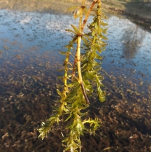 Egeria densa at Urambi Hills - 8 Apr 2017