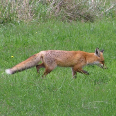 Vulpes vulpes (Red Fox) at Fyshwick, ACT - 8 Apr 2017 by MatthewFrawley