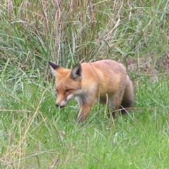 Vulpes vulpes at Fyshwick, ACT - 8 Apr 2017 12:19 PM