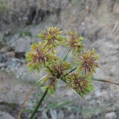 Cyperus eragrostis (Umbrella Sedge) at Urambi Hills - 8 Apr 2017 by michaelb