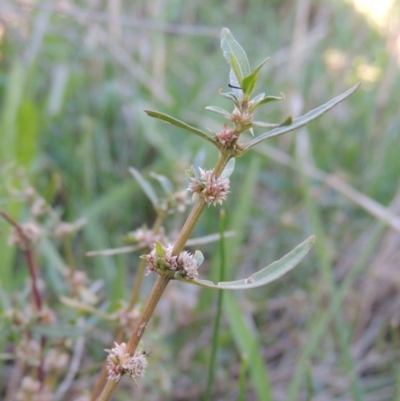 Alternanthera denticulata (Lesser Joyweed) at Urambi Hills - 8 Apr 2017 by MichaelBedingfield