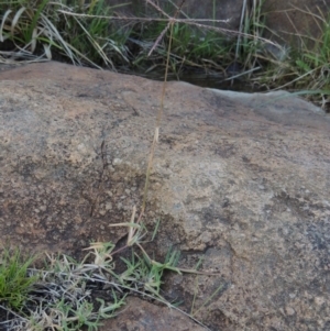 Chloris truncata at Urambi Hills - 8 Apr 2017 06:31 PM