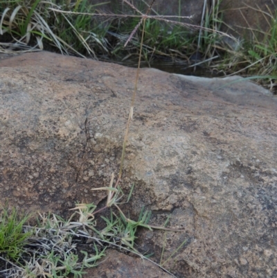 Chloris truncata (Windmill Grass) at Urambi Hills - 8 Apr 2017 by michaelb