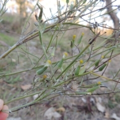 Senecio quadridentatus (Cotton Fireweed) at Urambi Hills - 8 Apr 2017 by michaelb