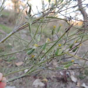 Senecio quadridentatus at Urambi Hills - 8 Apr 2017 06:37 PM