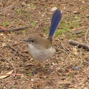 Malurus cyaneus at Fyshwick, ACT - 8 Apr 2017 12:25 PM