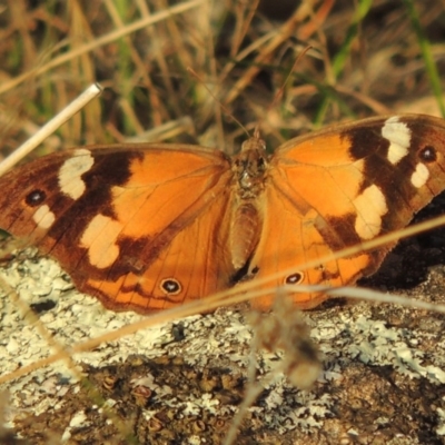 Heteronympha merope (Common Brown Butterfly) at Urambi Hills - 8 Apr 2017 by MichaelBedingfield
