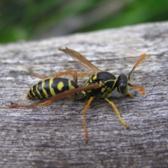 Polistes (Polistes) chinensis (Asian paper wasp) at Fyshwick, ACT - 8 Apr 2017 by MatthewFrawley