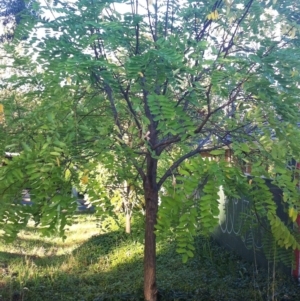 Robinia pseudoacacia at Garran, ACT - 9 Apr 2017