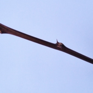 Robinia pseudoacacia at Garran, ACT - 9 Apr 2017