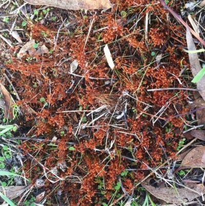 Funaria hygrometrica (Moss) at Garran, ACT - 7 Apr 2017 by ruthkerruish