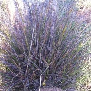 Lepidosperma laterale at Garran, ACT - 8 Apr 2017 05:35 PM