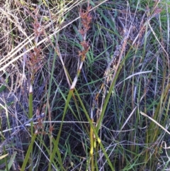 Lepidosperma laterale at Garran, ACT - 8 Apr 2017 05:35 PM