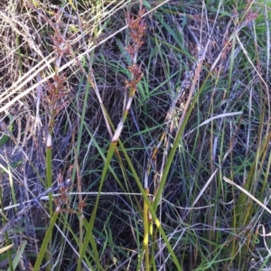 Lepidosperma laterale at Garran, ACT - 8 Apr 2017 05:35 PM