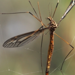 Ptilogyna sp. (genus) at Acton, ACT - 8 Apr 2017