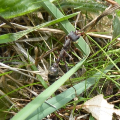 Myrmecia sp. (genus) (Bull ant or Jack Jumper) at Hall, ACT - 8 Apr 2017 by AndyRussell