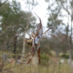 Trichonephila edulis (Golden orb weaver) at Hall Cemetery - 8 Apr 2017 by AndyRussell