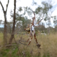 Trichonephila edulis at Hall, ACT - 8 Apr 2017 12:22 PM