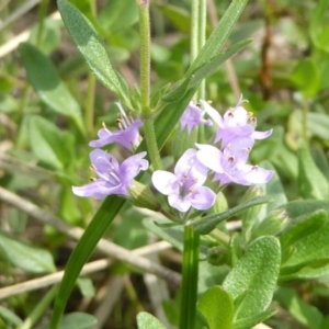 Mentha diemenica at Hall, ACT - 8 Apr 2017 12:07 PM