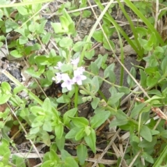 Mentha diemenica at Hall, ACT - 8 Apr 2017 12:07 PM