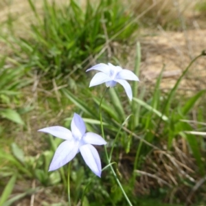 Wahlenbergia sp. at Hall, ACT - 8 Apr 2017 11:57 AM