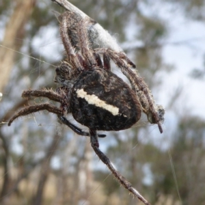 Hortophora sp. (genus) at Hall, ACT - 8 Apr 2017