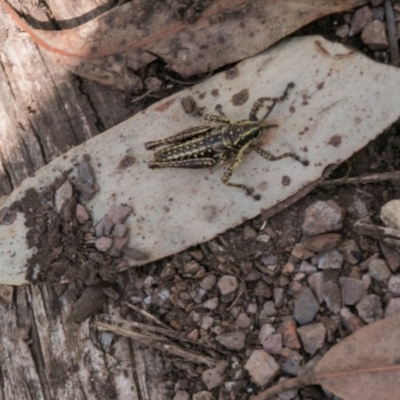 Monistria concinna (Southern Pyrgomorph) at Cotter River, ACT - 5 Apr 2017 by SWishart