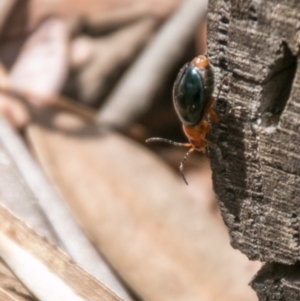 Ellopidia sp. (genus) at Cotter River, ACT - 5 Apr 2017