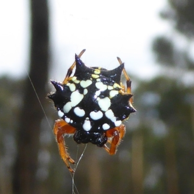 Austracantha minax (Christmas Spider, Jewel Spider) at Hall, ACT - 8 Apr 2017 by AndyRussell