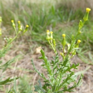 Senecio bathurstianus at Hall, ACT - 8 Apr 2017