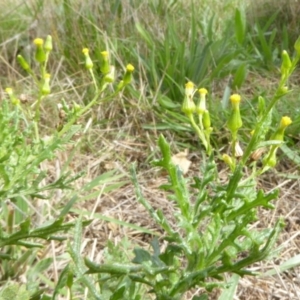 Senecio bathurstianus at Hall, ACT - 8 Apr 2017