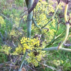 Foeniculum vulgare (Fennel) at Garran, ACT - 7 Apr 2017 by ruthkerruish