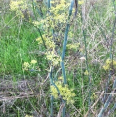 Foeniculum vulgare at Garran, ACT - 8 Apr 2017 12:00 AM