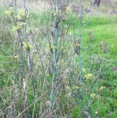 Foeniculum vulgare at Garran, ACT - 8 Apr 2017 12:00 AM