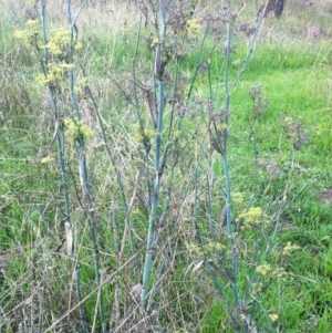 Foeniculum vulgare at Garran, ACT - 8 Apr 2017 12:00 AM