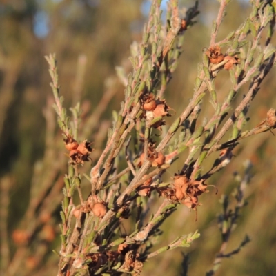 Kunzea parvifolia (Violet Kunzea) at Urambi Hills - 8 Apr 2017 by michaelb