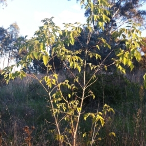 Acer negundo at Hughes, ACT - 8 Apr 2017