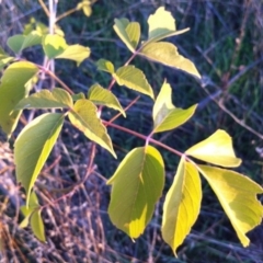 Acer negundo at Hughes, ACT - 8 Apr 2017