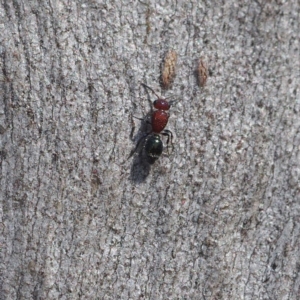 Mutillidae (family) at Black Mountain - 8 Apr 2017