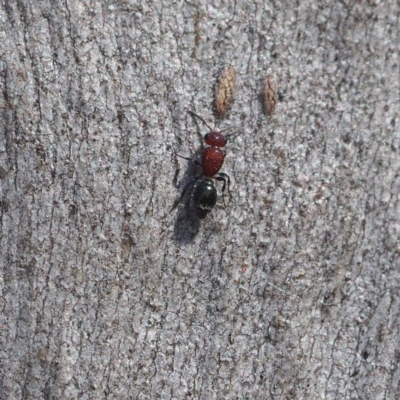 Mutillidae (family) (Unidentified Mutillid wasp or velvet ant) at Canberra Central, ACT - 8 Apr 2017 by David