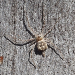 Tamopsis sp. (genus) (Two-tailed spider) at Acton, ACT - 8 Apr 2017 by David