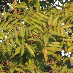 Pistacia chinensis at Urambi Hills - 8 Apr 2017