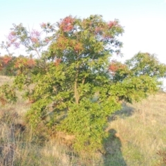 Pistacia chinensis at Urambi Hills - 8 Apr 2017