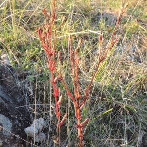 Hypericum gramineum at Urambi Hills - 8 Apr 2017