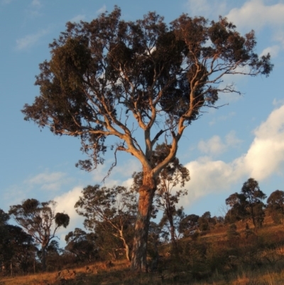 Eucalyptus polyanthemos (Red Box) at Urambi Hills - 8 Apr 2017 by MichaelBedingfield