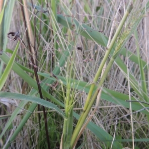 Panicum effusum at Urambi Hills - 8 Apr 2017