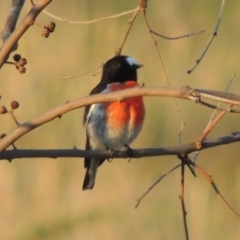 Petroica boodang (Scarlet Robin) at Urambi Hills - 8 Apr 2017 by michaelb